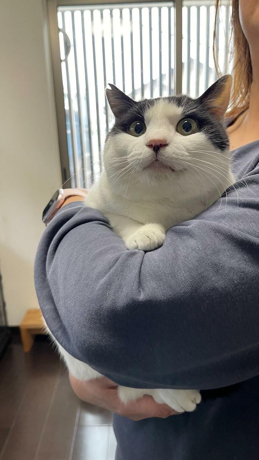 抱っこされて満足げな猫
