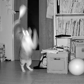 おもちゃで遊ぶ猫