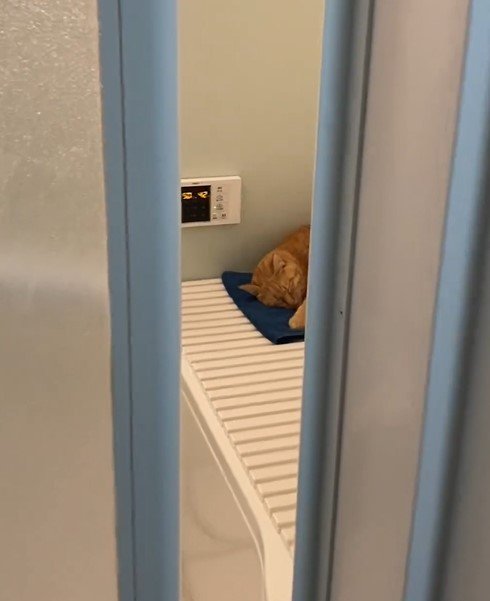 風呂のドアから見える光景