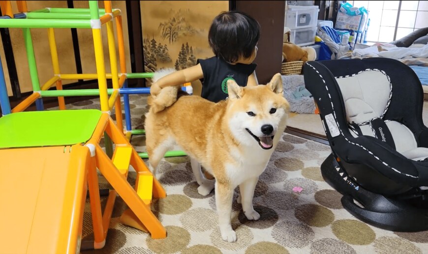 1歳児と柴犬