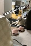 「最後吹き出した」元気いっぱいに遊ぶ元保護猫→疲れて見せた表情が人間ぽくて笑ってしまう