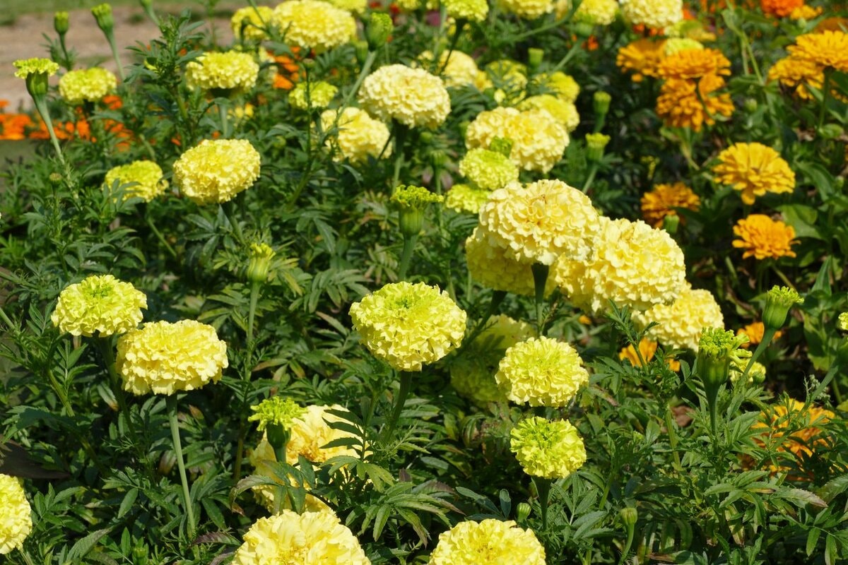 黄色の多年草 春 冬 トリカブト