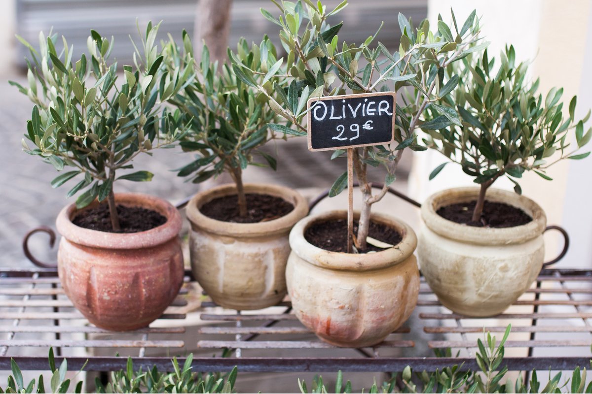 おしゃれな観葉植物「オリーブの木」の育て方、北欧風インテリアにも 