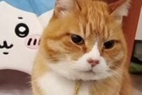 【自宅警備する猫】頼もしい姿に反響思わずほっこり　「パトロール頑張ってね」