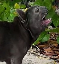 ケガを負い人を警戒していた犬  命を救われた獣医師に心を開き「家族」として迎えられることに 