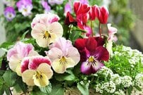 冬の寄せ植えがときめく《多年草・一年草》主役＆脇役6選。ひと鉢でも映える！