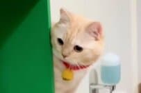 【もう王様じゃん】人間を上手に使う猫に思わず二度見　まさかの光景が話題に