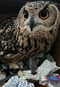 【毎日巣作りに励むフクロウ】完成はいつ？一生懸命に頑張る姿に癒される！