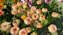 今から春ガーデンの準備！「1株で庭やベランダが明るく華やかに」私のおすすめ〈春の花〉3つ！春にモリモリ満開に！