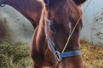 カッコつける仔馬を見つめる母馬　その豊かな表情に思わず笑ってしまう