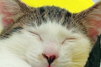 前髪柄の元保護猫さん「しまい忘れ」の寝顔が可愛すぎる