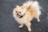 散歩中、多くの人に撫でてほしい犬　願いを叶えてくれるグッズに「え！？天才」