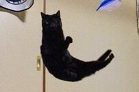 とんでもない「大ジャンプをする猫」に思わず目を疑う　抜群の跳躍力に「CGみたい」