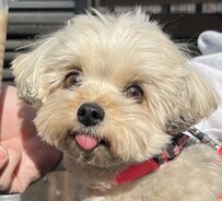 【話題】ワンコの「キメ顔と寝起きの顔」あまりのギャップに思わず笑ってしまう！