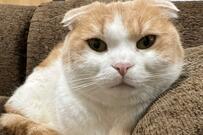 角度によって変わる猫さん「ムスッ・きゅるん」2枚の写真が話題