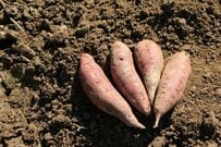 畑に積まれた「大量のバナナの皮」　 パン屋と農家をつむぐ取組に「すてきな循環」「いい方法」