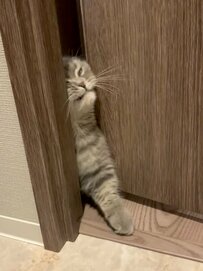 飼い主のトイレについてくる猫　普段通り侵入しようとしたが…猫も戸惑った光景が話題