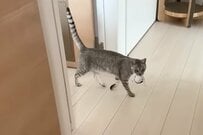 【おにぎりを運ぶ猫】飼い主が追いかけると→思わぬ展開に「それはないやろw」