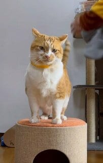 元保護猫ちゃんのストリートスタイルが可愛い！素敵な着こなしに「可愛すぎる」「かっこいい」など反響