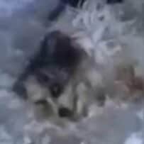 雪のなかに横たわっていた老犬を保護、重傷を乗り越え見違えるように回復した姿に感動が広がる