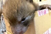 イヌかタヌキかと思った「一匹の保護幼獣」　成長して判明した「正体」に注目集まる