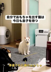 自分でおもちゃを出す猫→遊んでほしい！が伝わるリアクションに笑ってしまう