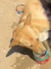 脚を銃で撃たれ重傷を負った犬を保護 骨と筋肉に深刻な損傷が判明し、手術に向けた治療を受けることに