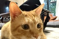 自宅にある段ボールが「ボロボロに…」　翌日の猫の様子に思わず二度見