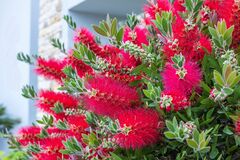 今が植えどき！暑さと乾燥に強い【オージープランツ】育てやすい常緑中低木3選＆育て方のコツ