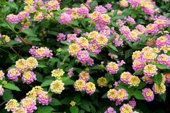 庭に植えてはいけない！？夏に強くておしゃれな《低木・多年草》3選＆コンパクトに楽しむ育て方