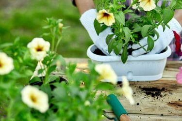 ガーデニング】3つの植物でお手軽に「初夏の寄せ植え」オススメ