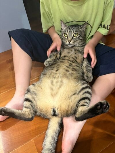 長男をソファーと勘違い