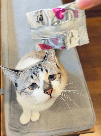 空になった袋を見つめるミントちゃん