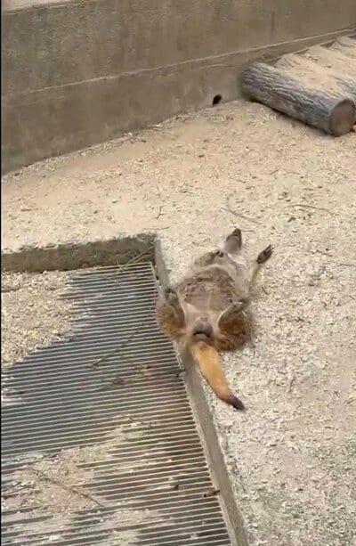東武動物公園