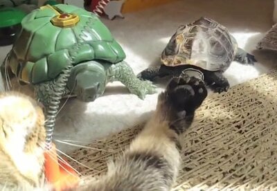 仰向けで「ほれほれ」とばかりに肉球を差し出す小雪ちゃん