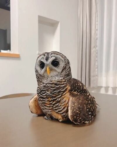 投稿動画のワンシーン