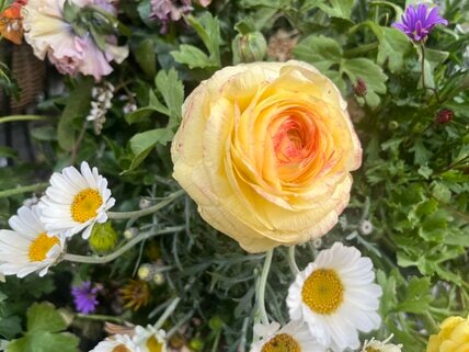 植えっぱなしでも毎年咲く！春の寄せ植えを華やかにする多年草3選