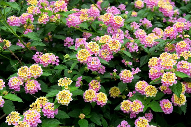 庭に植えてはいけない！？夏に強くておしゃれな《低木・多年草》3選＆コンパクトに楽しむ育て方