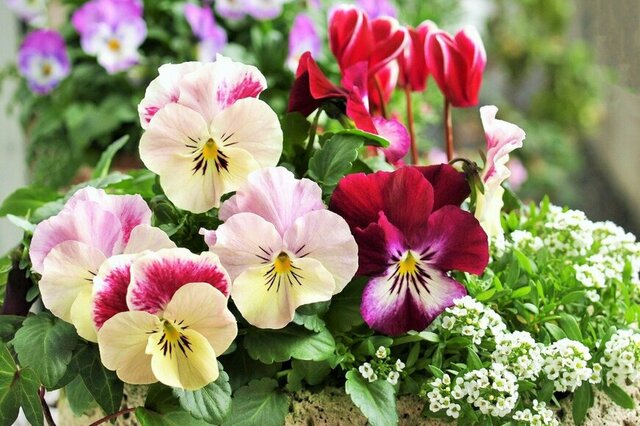 冬の寄せ植えがときめく《多年草・一年草》主役＆脇役6選。ひと鉢でも映える！