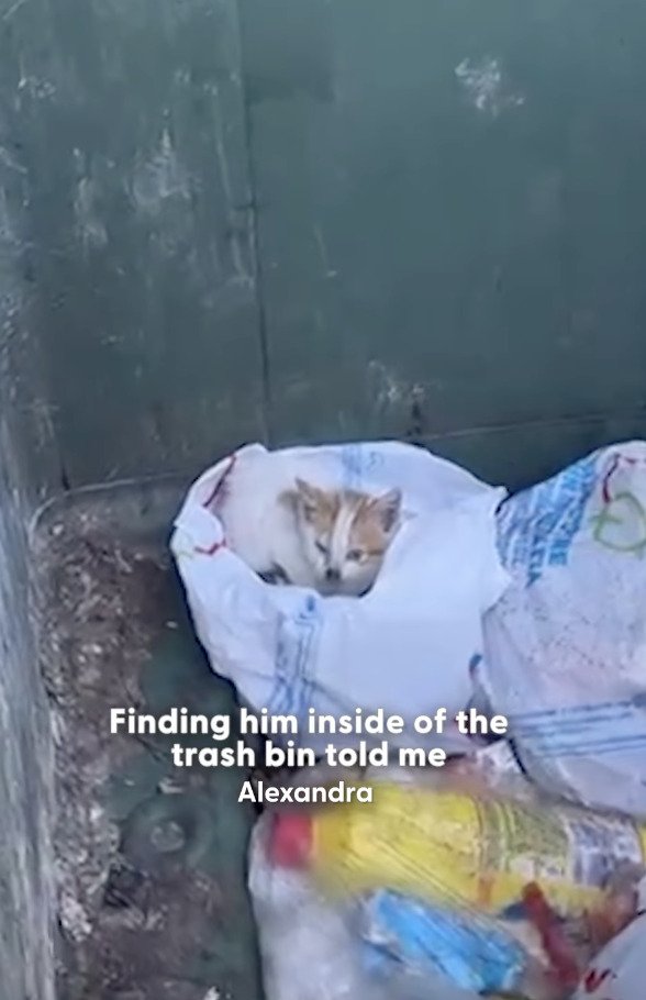 ゴミ捨て場のなかを彷徨っていた子猫を保護→新しい環境で元気に暮らす姿に思わず涙