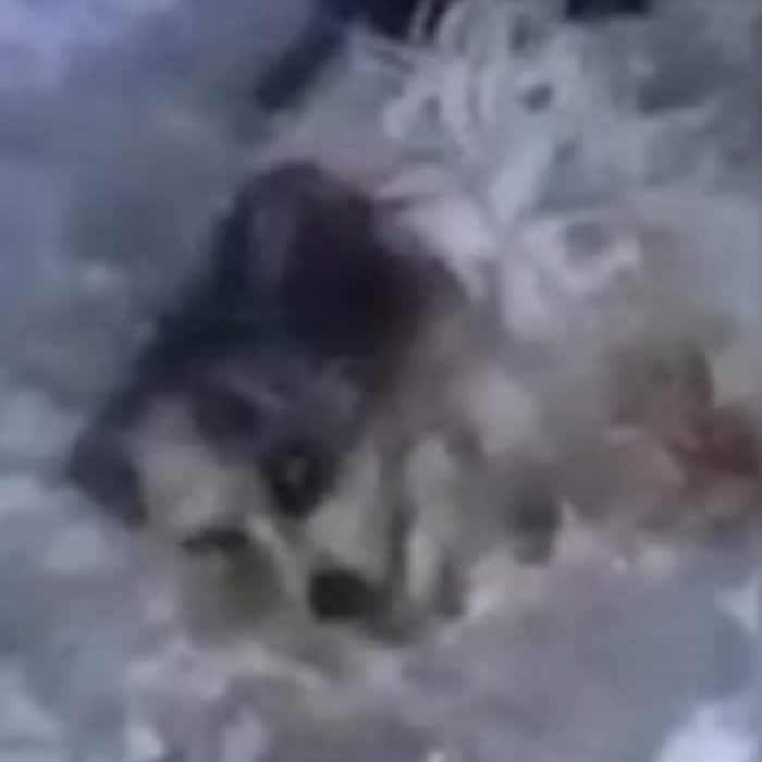 雪のなかに横たわっていた老犬を保護、重傷を乗り越え見違えるように回復した姿に感動が広がる