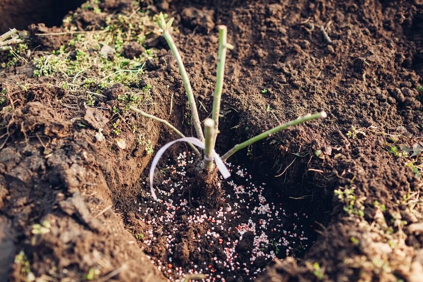 Mariia Boiko/Shutterstock.com