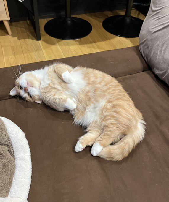 出所：@kotaro_0315