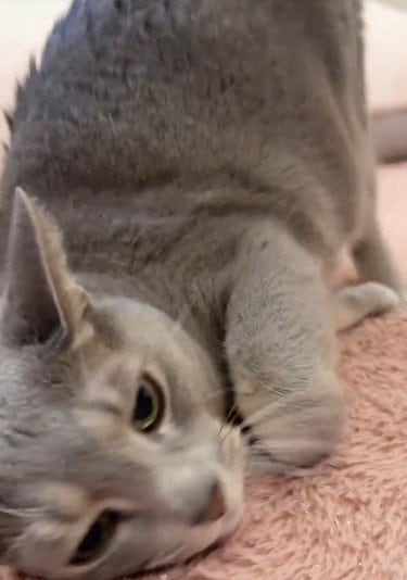 出所：＠mochimochi_brothers