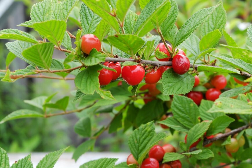 SKha/shutterstock.com