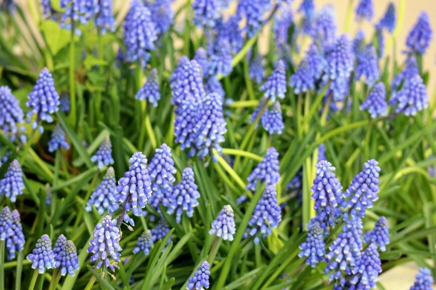 ムスカリ　masamasa3/istockphoto.com