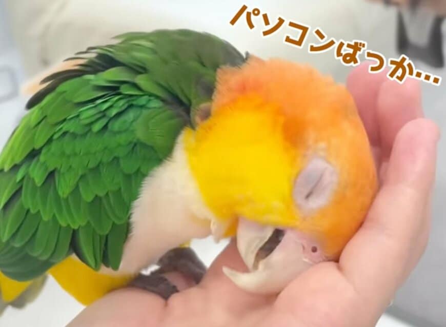 【嫉妬するインコ】が意外なイラズラを決行　怒られた後の様子に「その反応は反則級」