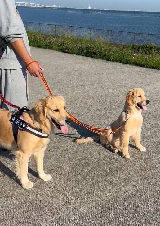 出所：@pu_channeldesu