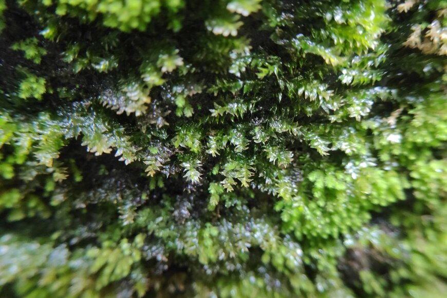 WisnuTS/shutterstock.com