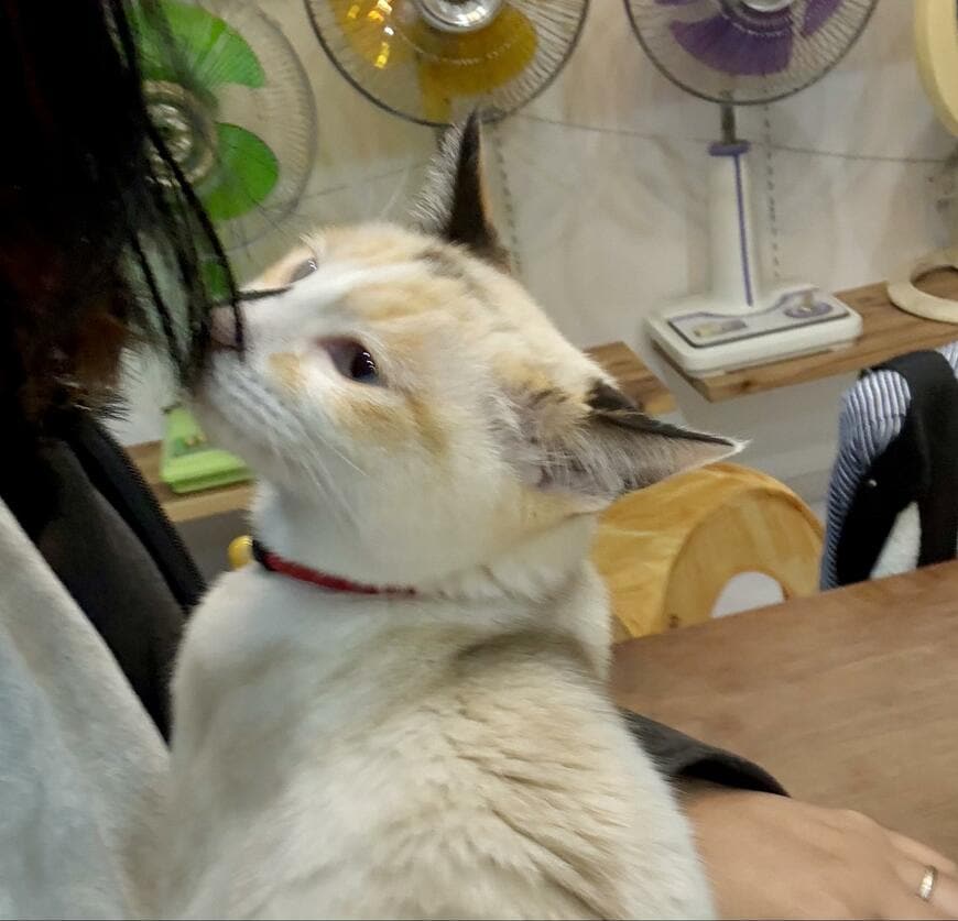 出所：@omochi_nam01